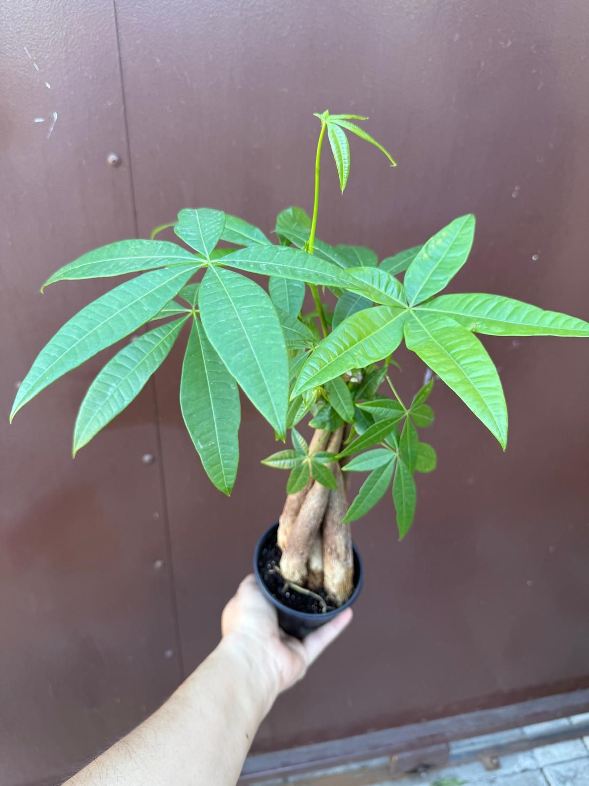 4” money tree 