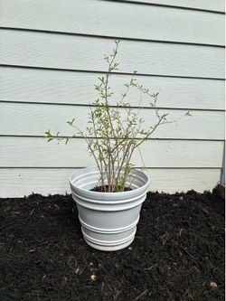 Goji berry plant