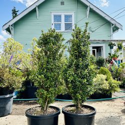 $69 Each Beautiful Boxwood Plant 