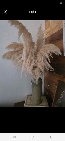 Pompas grass / vase