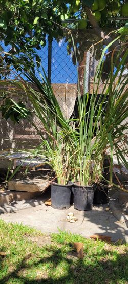 Lemongrass Grass Plants