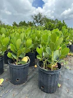 3 gallon Clusia