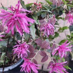 5 Gallon Fringe Flower Tree