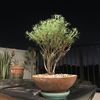 canyon garden