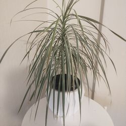 Beautiful Plant w/ Pot - $25