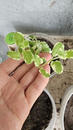Pineapple Variegated Mint Starter Plant, Rooted