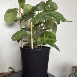 Real Manta Green Prayer Plant