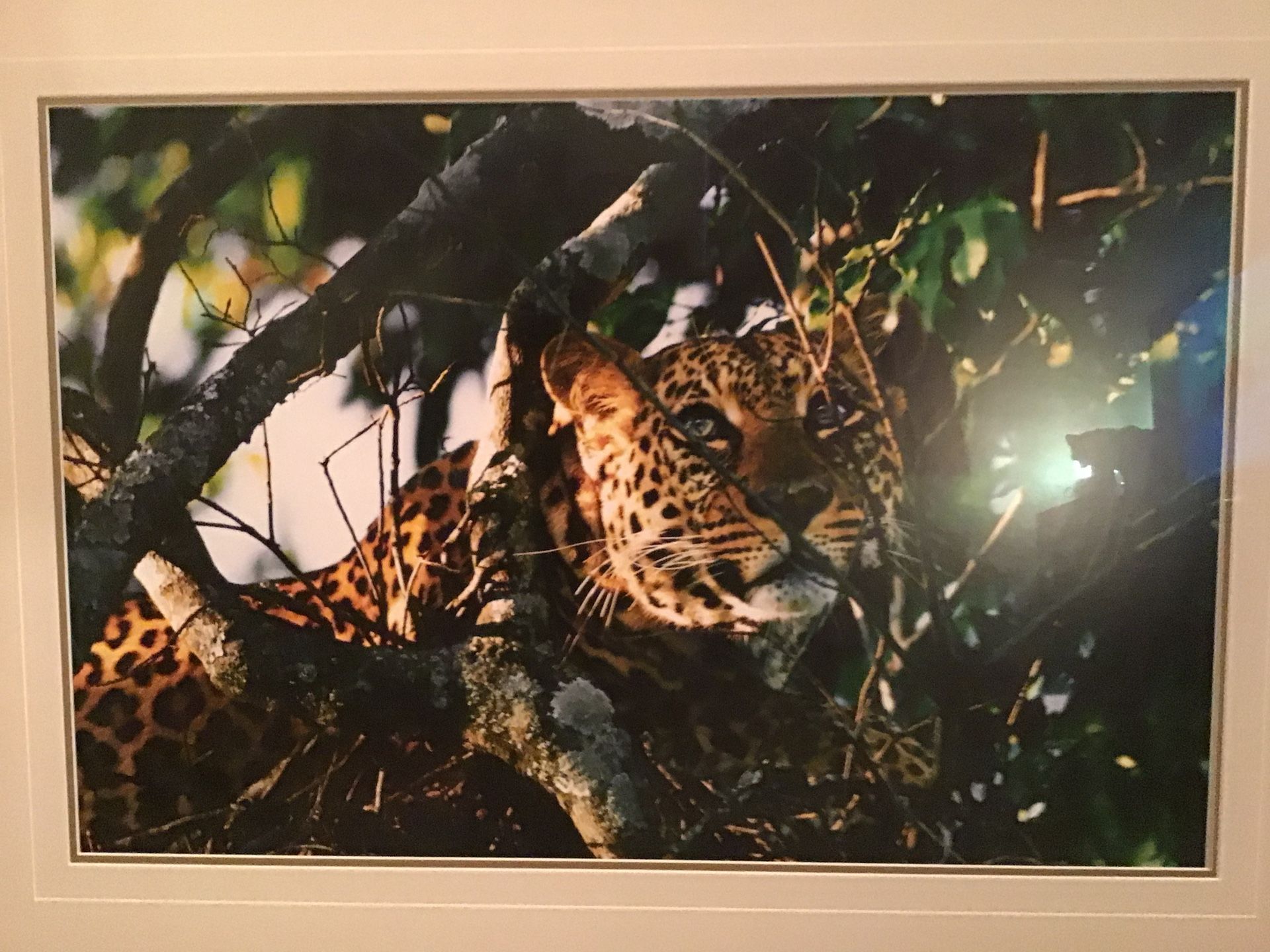 Thomas Mangelsen Limited Edition Print Photo Artwork, The Waiting Game