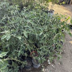 Black Spicy Peppers Plants🌶️🪴/ Matas De chiles Negros picosos 🌶️🪴$10.00 each