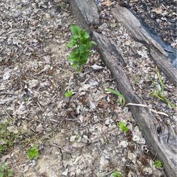 Rose Of Sharon Tree 