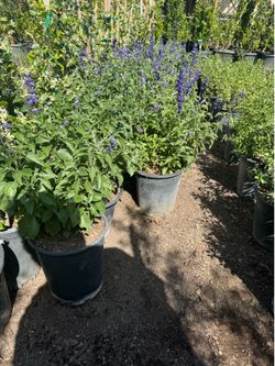 Salvia 5 gal