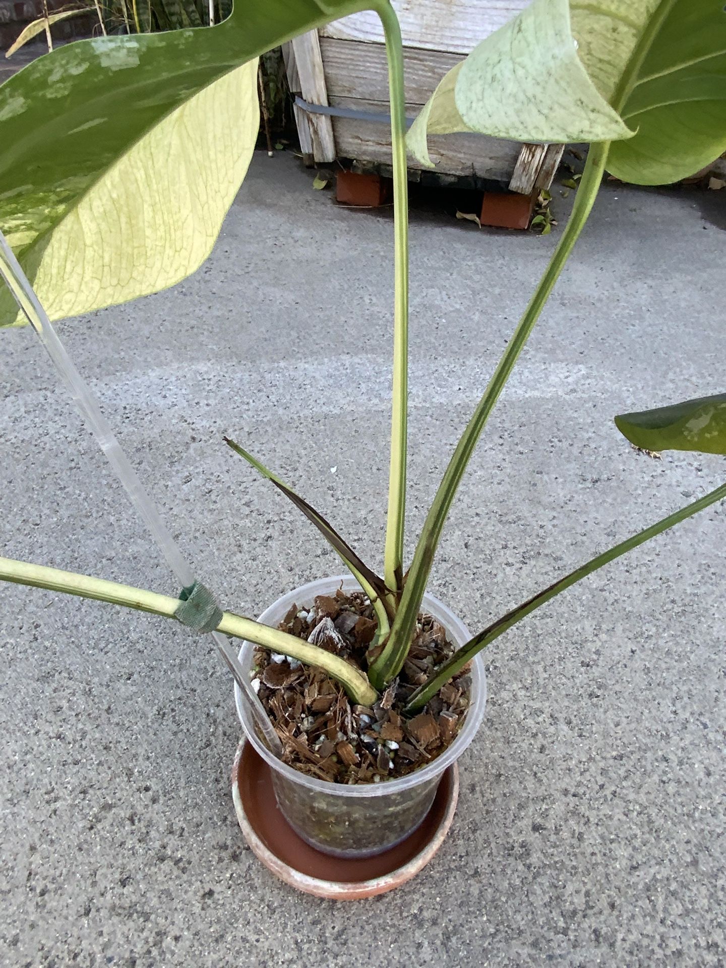 Monstera Deliciosa x Borsigiana Mint Variegated Rooted