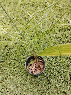 Palm Trees for Sale-2 ft