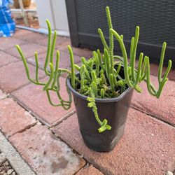 9 Succulents And 1 Cactus 