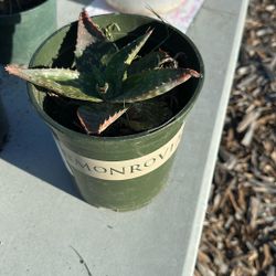 Aloe vera