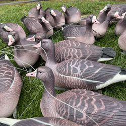 Specklebelly Geese Decoys