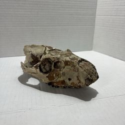 Oreodont Merycoidodon Fossil Skull Teeth Oligocene Age Badlands