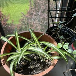 3 Healthy Young Spider Plants In 10” Pot