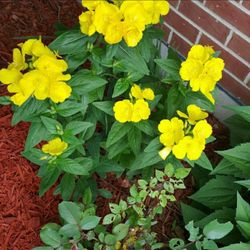 Primrose(Perennial )