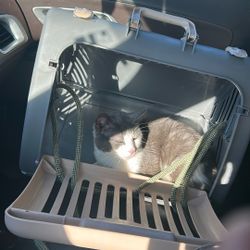 CAT Carrier For Free