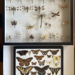 VINTAGE BUTTERFLY DRAGONFLY COLLECTION 