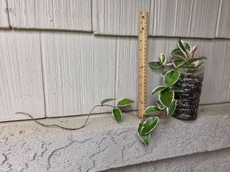 Hoya Krimson Queen Plant