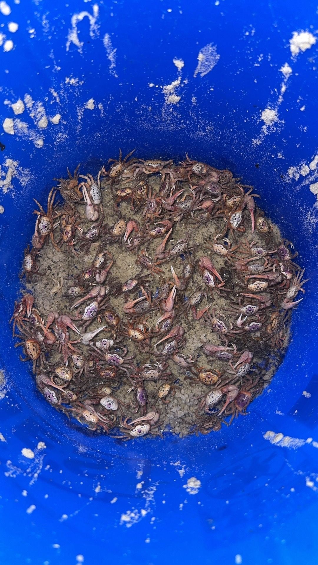 Fresh bait