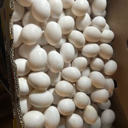 Chicken eggs 🥚 Huevos De Gallina 