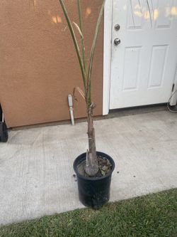 Palm Tree