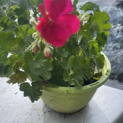 Geranium Plant