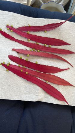 Red Cactus  Plant Cuttings 6 For $20 Mata Rare