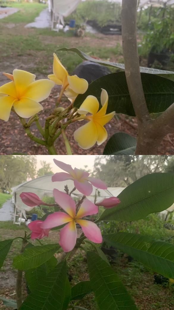 Yellow Or Pink Hawaiian - Plumeria Frangipanifor Plant -