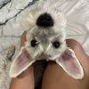 Shay