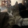 Voodoo Kitty