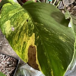 Variegated Monstera Aurea One Leaf Plant Cutting