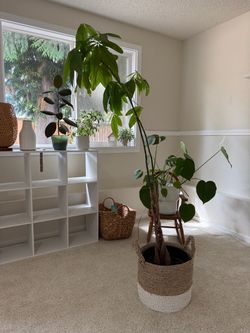 Money Tree Plant