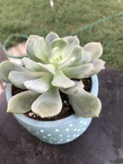 Succulent arrangements