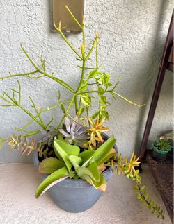 Succulents  plants