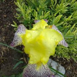 Lovely Exotic Bearded Iris Perennial Plants 