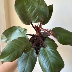 McColleys Finale Philodendron 