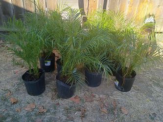 10 Pigmy Date Palms