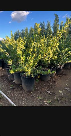 Ligustrum Texanums