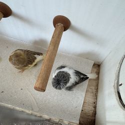 Perch For  Canary  Cage 