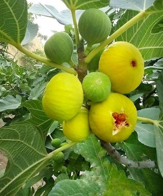 Fig Tree