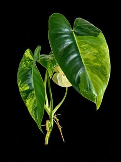 Variegated  Philodendron burle-marxii with Roots