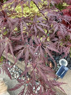 Beautiful Red Dragon Japanese Maple