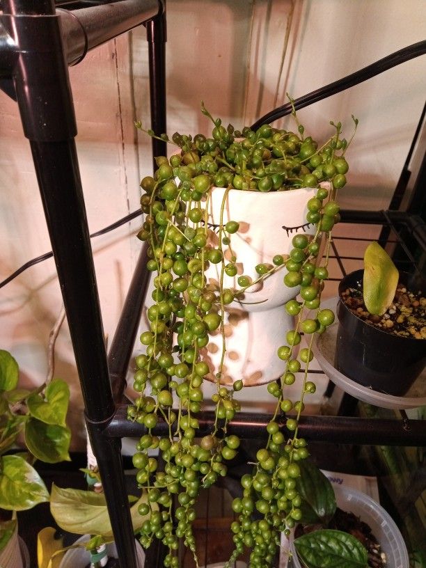String Of Pearls Succulent For Sale And Other Plants
