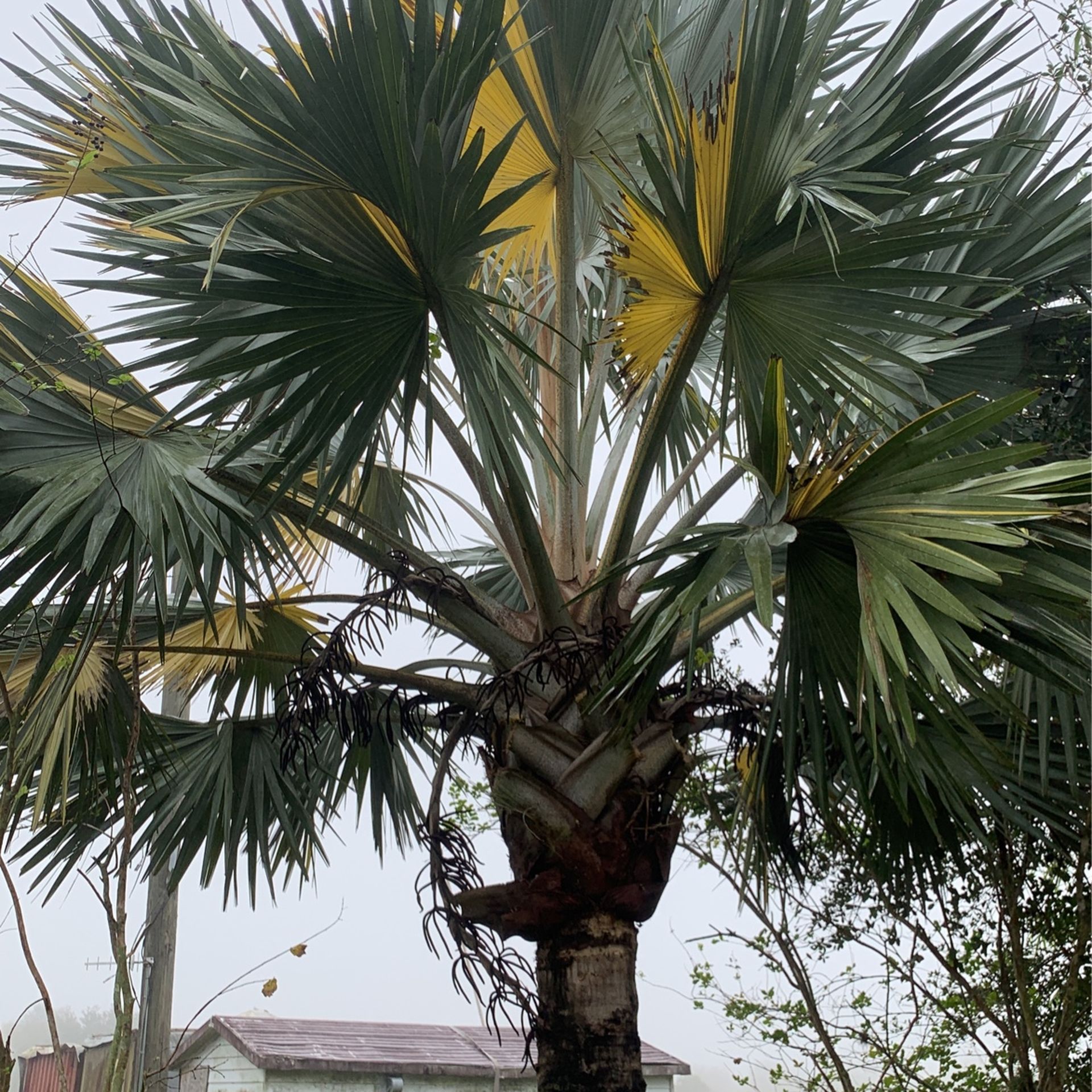 Varagated Bizmark Palm