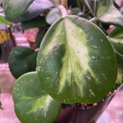 Hoya Obovata  Inner Variegated  With Silver Splash 