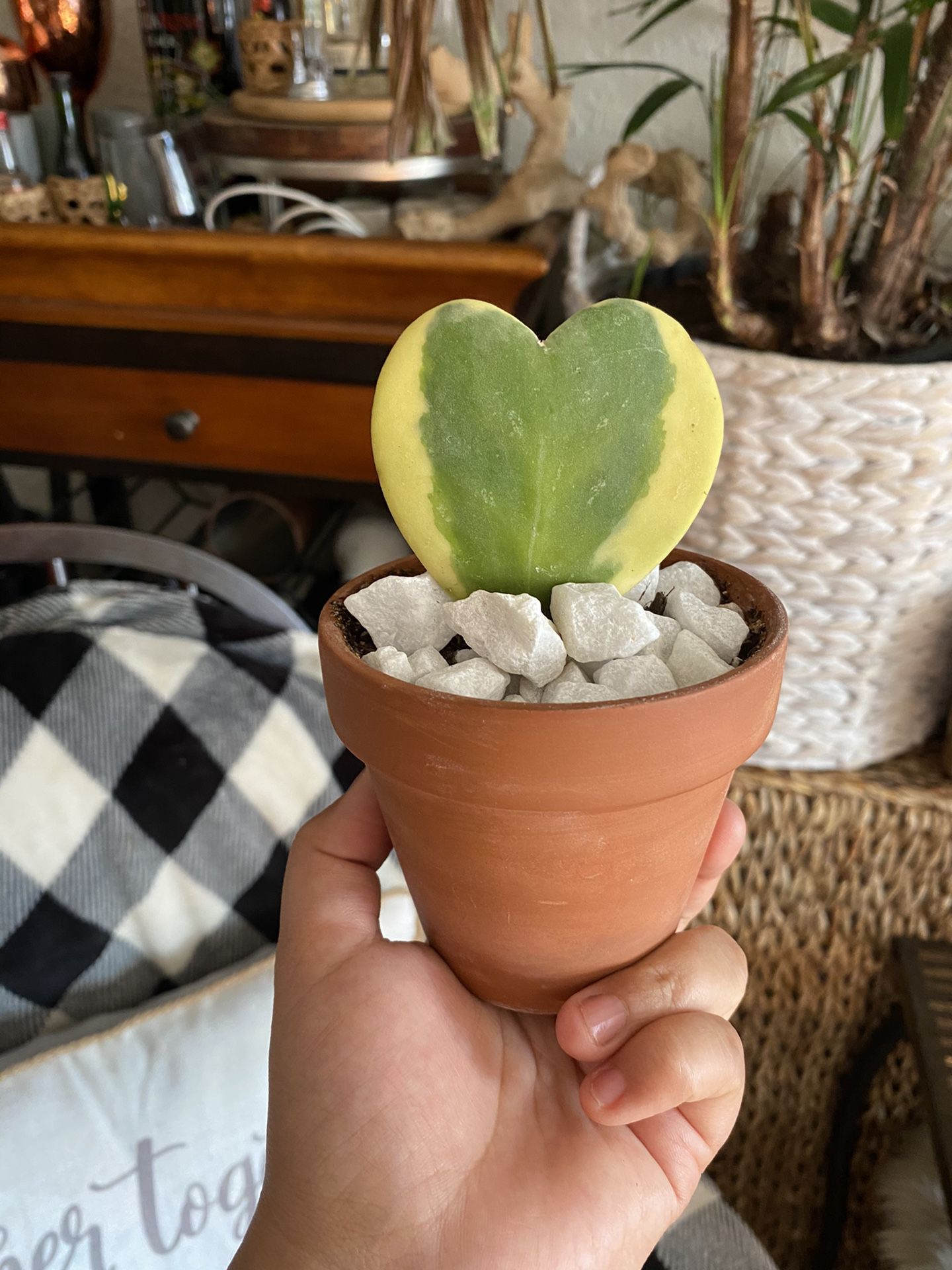 Variegated Hoya Kerri, sweetheart plant